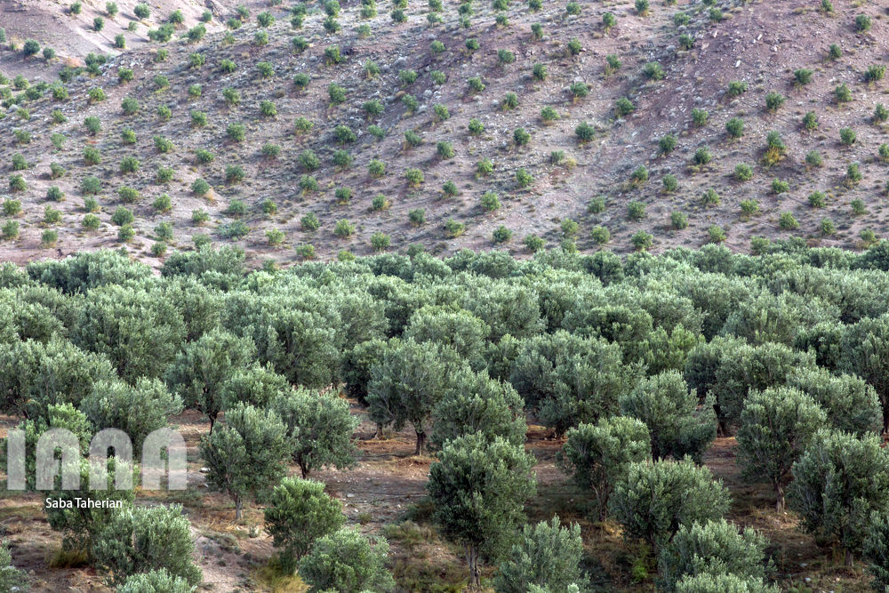  باغ بزرگ زیتون‌کشور در منجیل