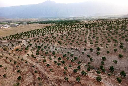 یارانه نهال به باغداران فیروزآباد پرداخت شد