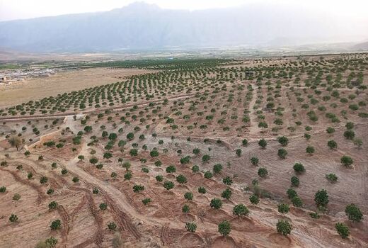 یارانه نهال به باغداران فیروزآباد پرداخت شد