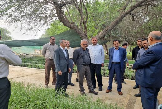 هرمزگان پیشرو در تولید نهال است