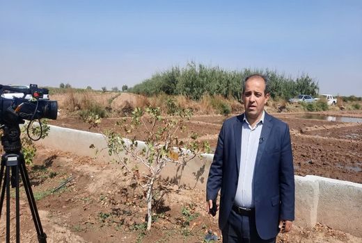 برداشت 1350 تن پسته از باغات شهرستان اسکو