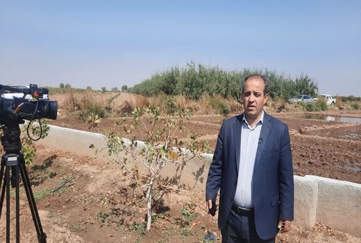 برداشت 1350 تن پسته از باغات شهرستان اسکو