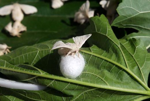 افزایش 55 درصدی توزیع تخم نوغان در کشور