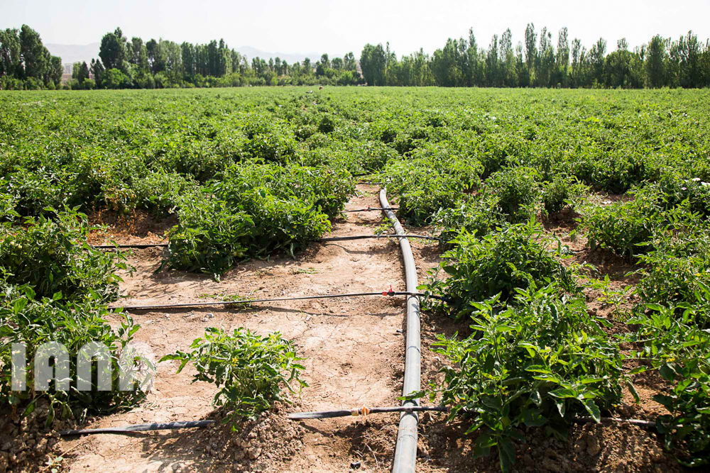 کشاورزی استان زنجان