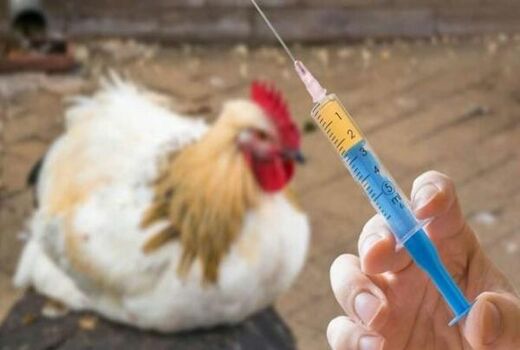 واکسیناسیون رایگان بیش از 20 هزارقطعه طیور بومی بر علیه بیماری نیوکاسل
