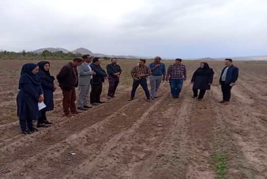 کاشت 180 هزار اصله توت برای تقویت صنعت نوغان‌داری جلفا