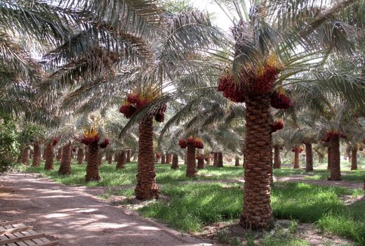 افزایش10هزارتنی ظرفیت صنایع تبدیلی وتکمیلی خرما در سیستان و بلوچستان