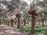 افزایش10هزارتنی ظرفیت صنایع تبدیلی وتکمیلی خرما در سیستان و بلوچستان