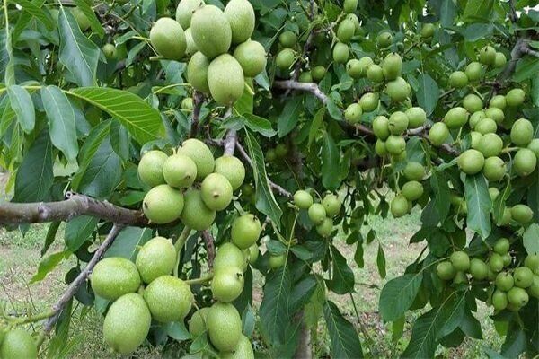 پیگیری ایجاد بازار بزرگ گردو در تویسرکان