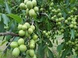 پیگیری ایجاد بازار بزرگ گردو در تویسرکان