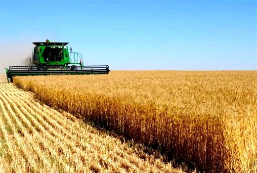 پیش بینی افزایش ۳۰ درصدی برداشت گندم در سال جاری
