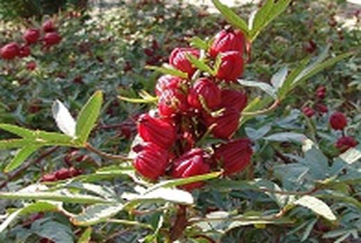 افزایش تولید چای ترش در سیستان وبلوچستان