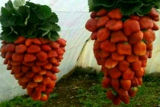 صدورگواهی محصول سالم گلخانه ای به تولید کننده زن سرمایه گذار