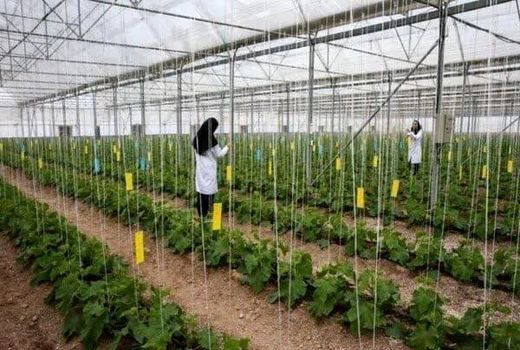 بیش از ۷۰ مجتمع دام و گلخانه‌ای در چهارمحال و بختیاری احداث می‌شود