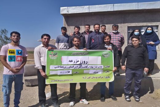 روز مزرعه کلزا در تاکستان برگزار شد
