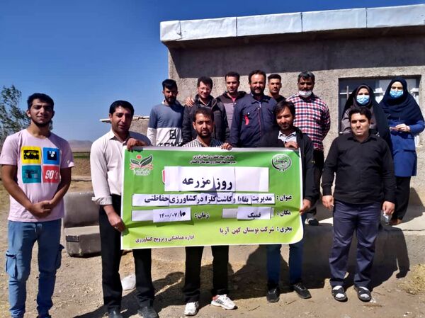 روز مزرعه کلزا در تاکستان برگزار شد