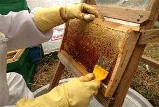افزایش 18 درصدی برداشت عسل در ایذه