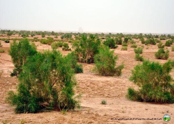 اتمام 190 هکتار پروژه نهالکاری مراقبت و آبیاری شمال روستای استربند شهرستان میامی
