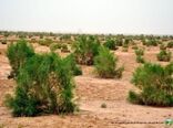 هکتار طرح پویش مردمی نهالکاری درشهرستان دامغان اجرا می شود 