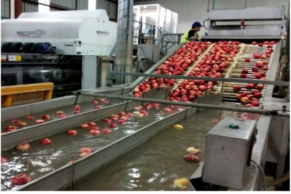 نخستین واحد سورتینگ و بسته بندی در مهاباد راه اندازی شد