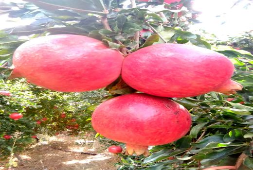 تولید بیش از 90 هزار تن انار در نی‌ریز 