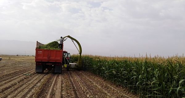 تولید 45 درصد از تولید ذرت دانه‌ای کشور در استان خوزستان