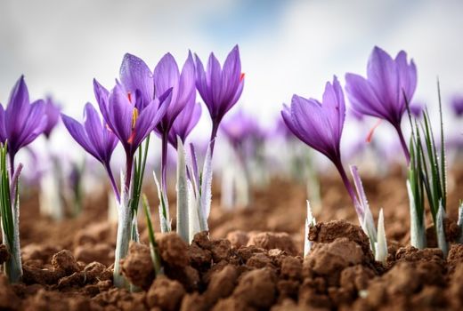 شهرستان زرند پایتخت زعفران استان کرمان