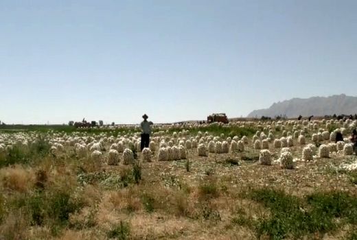 آغاز برداشت پیاز از مزارع بوئین میاندشت