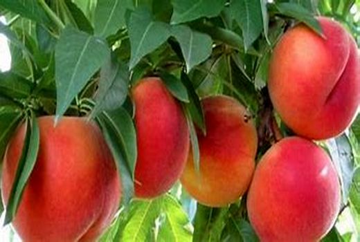 برداشت میوه‌های سردسیری در شهرستان کرمان