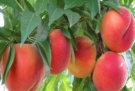 برداشت میوه‌های سردسیری در شهرستان کرمان