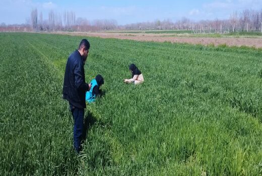 افزایش پایش میدانی مزارع گندم برای کنترل زنگ زرد در شهرستان عجب شیر