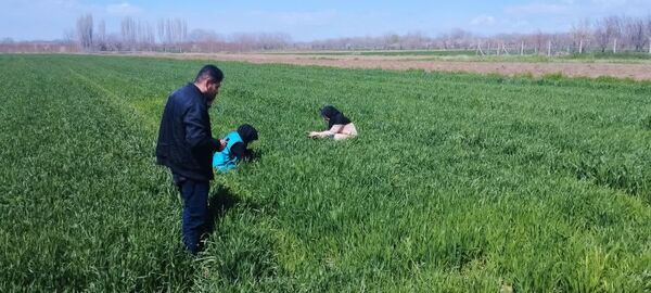 افزایش پایش میدانی مزارع گندم برای کنترل زنگ زرد در شهرستان عجب شیر