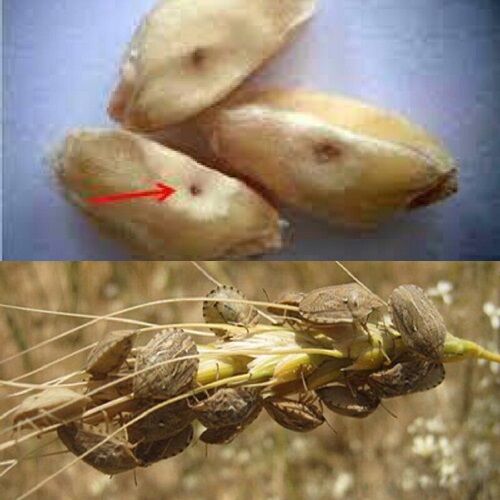 مبارزه با پوره سن گندم در قیروکارزین  آغاز شد