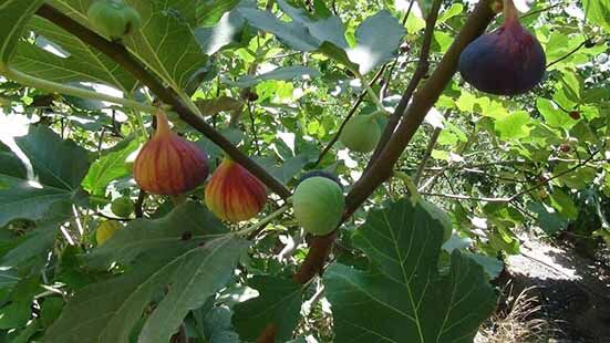 توسعه تکنولوژی باغ‌های دیم در مرکز علی‌آباد کمین
