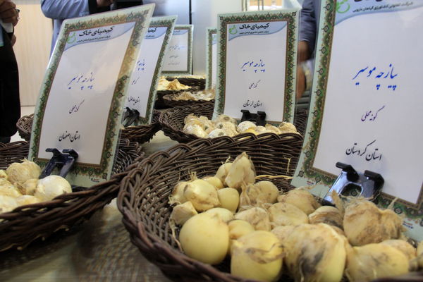 برداشت سالانه بیش از 3 هزار تن موسیر در چهارمحال و بختیاری