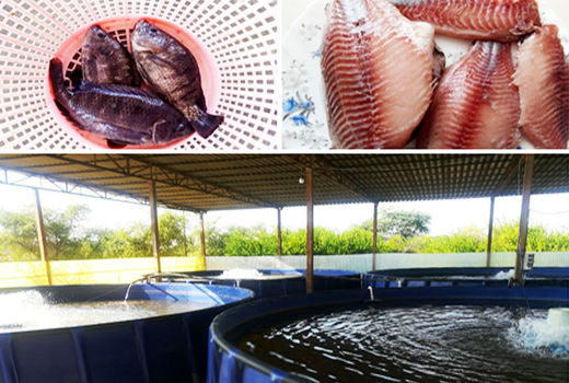 آغاز صید ماهی تیلاپیا در شهرستان بندرعباس