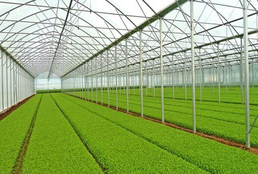 سهم گلخانه‌های ایران به 0.6 درصد سطح گلخانه های جهان رسید