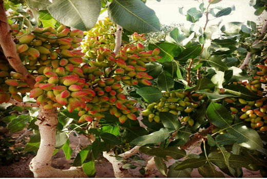 راهنمای کاشت و احداث باغ پسته