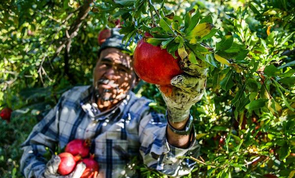 از دل خاک تا دل مردم با عطر انار در هورامان