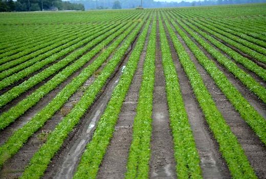 کشت بهاره در ۱۰۵ هزار هکتار از اراضی کشاورزی آذربایجان غربی