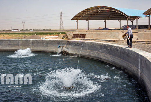 بیش از ۴۱۲۰ تن انواع ماهی در استان قزوین تولید شد 