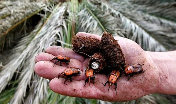 مقابله با آفت سرخرطومی خرما در شهرستان نرماشیر