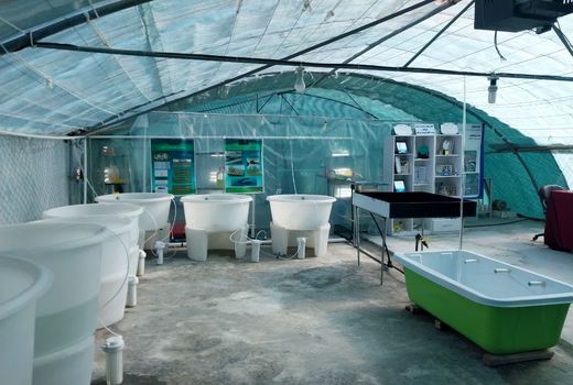 تولید صدف خوراکی و مرواریدساز در بوشهر افزایش می‌یابد