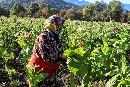 گلستان؛ رتبه نخست کشور در نقشه‌برداری اراضی کشاورزی
