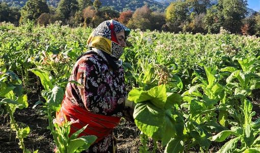 گلستان؛ رتبه نخست کشور در نقشه‌برداری اراضی کشاورزی