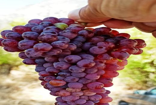 افزایش 80 درصدی میزان عملکرد انگور یاقوتی نسبت به سال گذشته