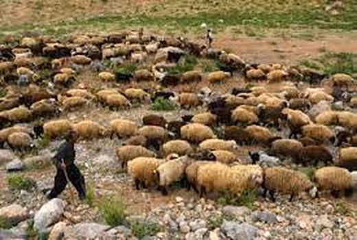 ۴۸۵ هزار راس دام خراسان شمالی از پوشش بیمه ای برخوردارند