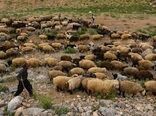 ۴۸۵ هزار راس دام خراسان شمالی از پوشش بیمه ای برخوردارند