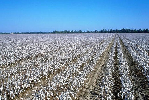 پنبه، کینوا، ارزن و کنجد جای محصولات آب‌بر را می‌گیرند