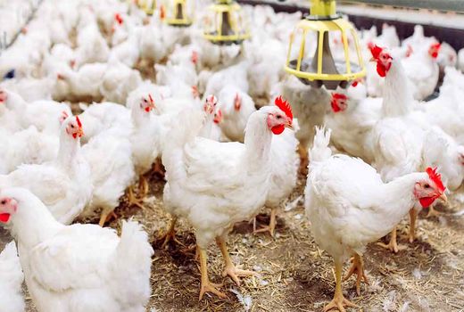 پایان روزهای سخت مرغداری‌ها؛ امید به کاهش قیمت در بازار